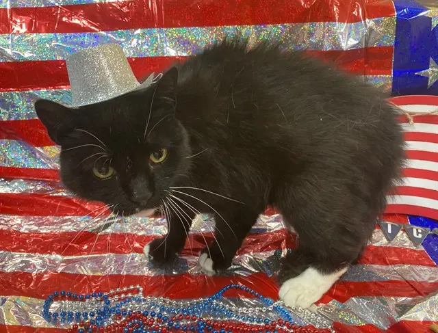 *Sylvester