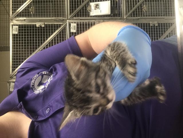 Adoptable Cat