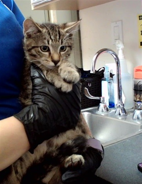 Adoptable Cat