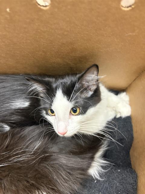 Adoptable Cat
