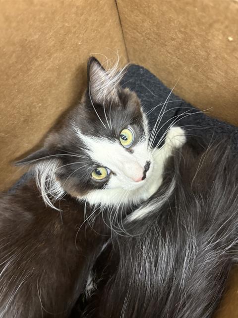 Adoptable Cat