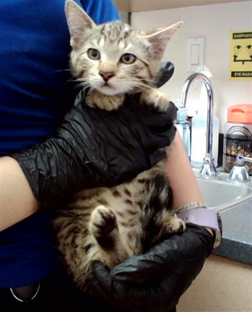 Adoptable Cat