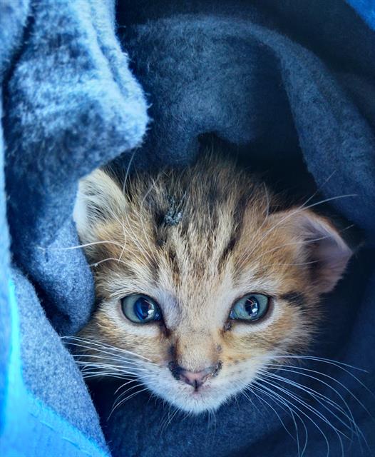Adoptable Cat