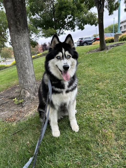 Adoptable Dog