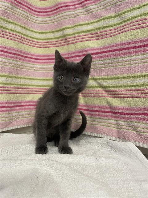 Pepper
