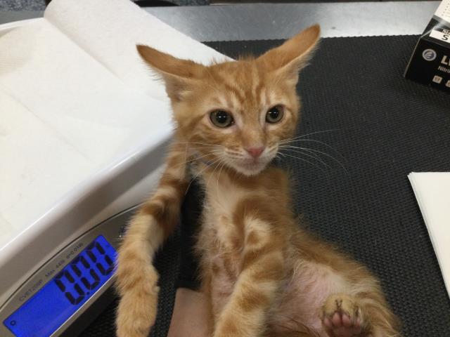 Adoptable Cat