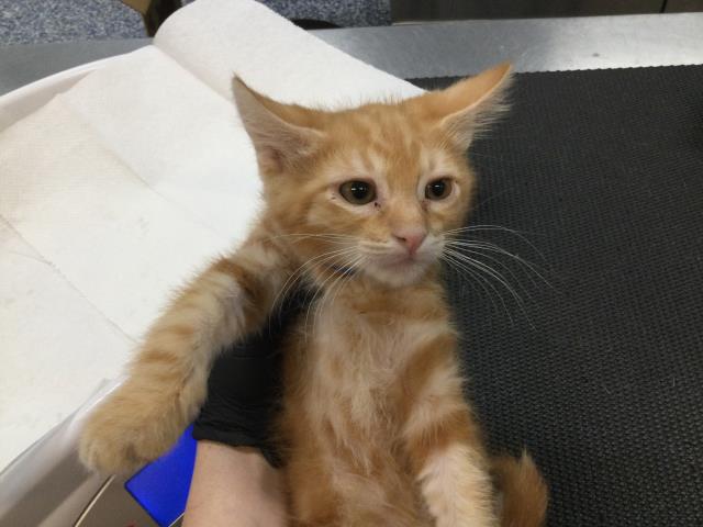 Adoptable Cat