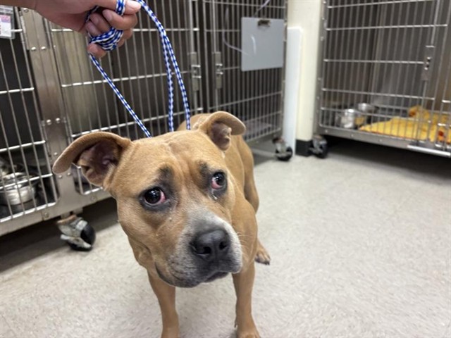 Adoptable Dog