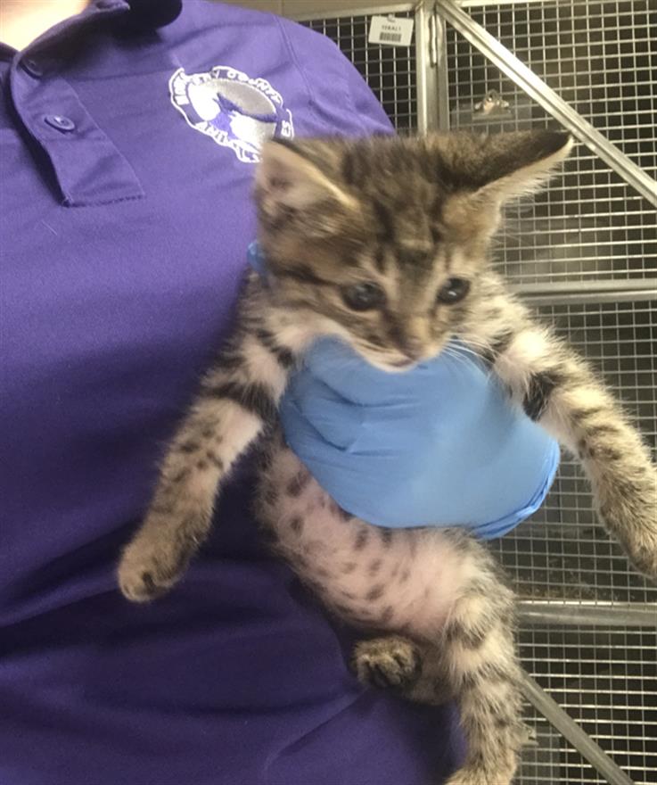 Adoptable Cat