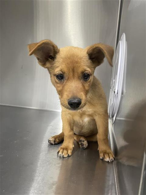 Adoptable Dog