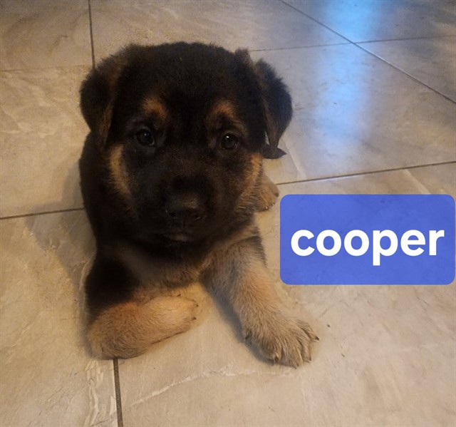 Cooper