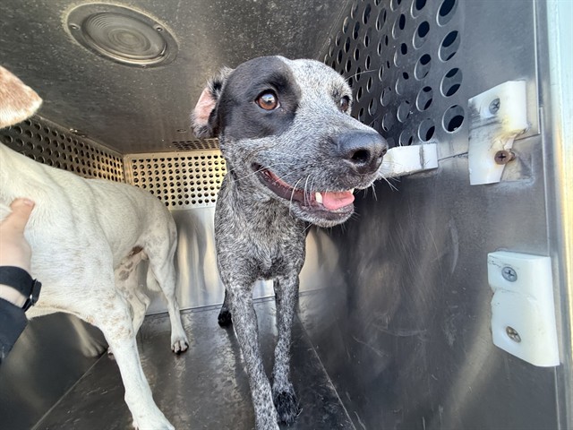 Yasmin