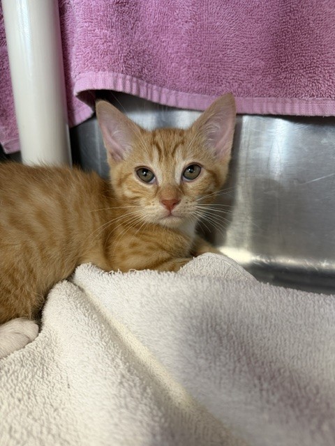 Leo