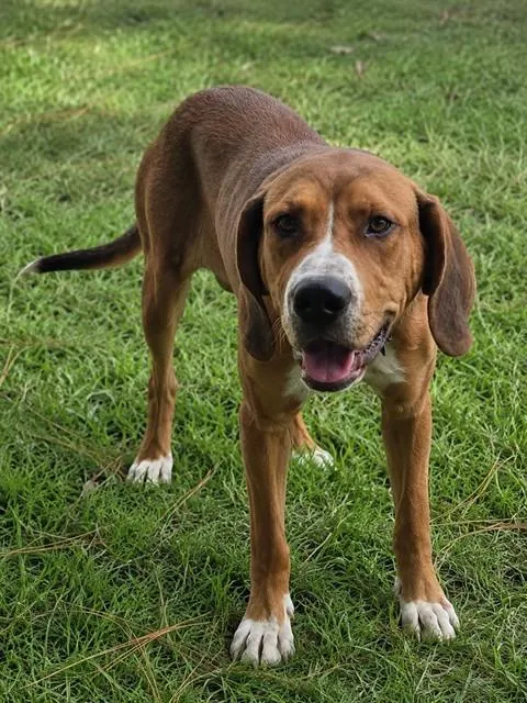 Toby