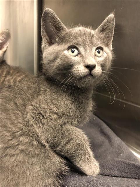 Adoptable Cat
