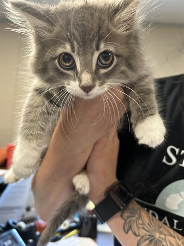 Evie
