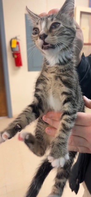 Nutmeg