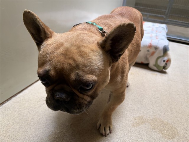 Adoptable Dog