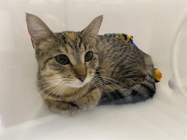 Adoptable Cat