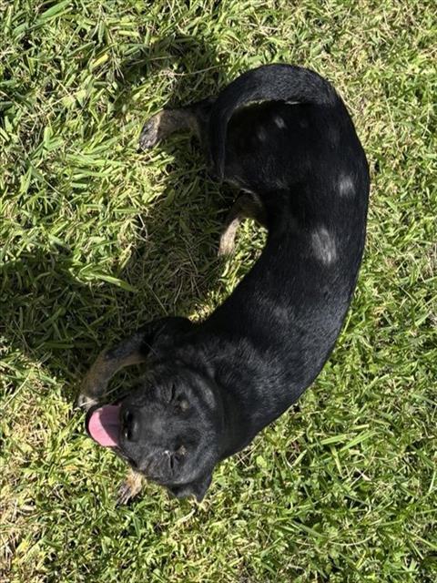 Adoptable Dog