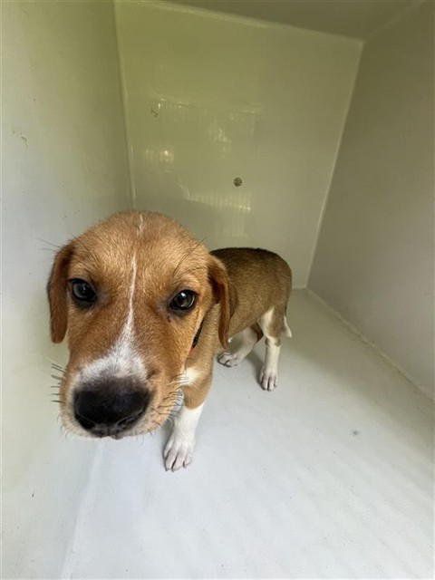 Adoptable Dog