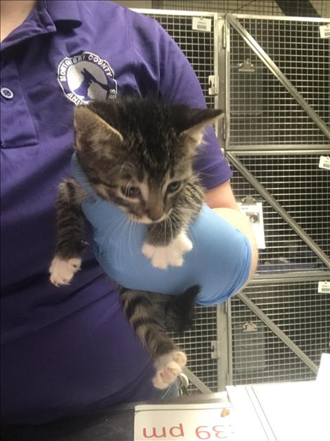 Adoptable Cat