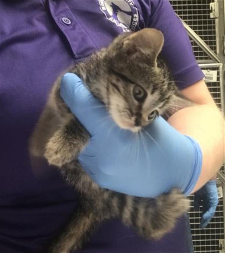 Adoptable Cat