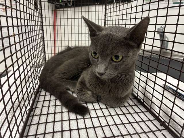 Adoptable Cat