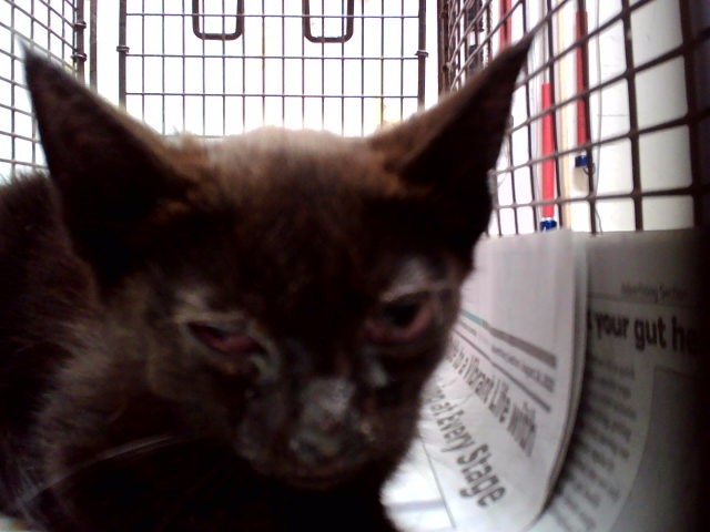 Adoptable Cat