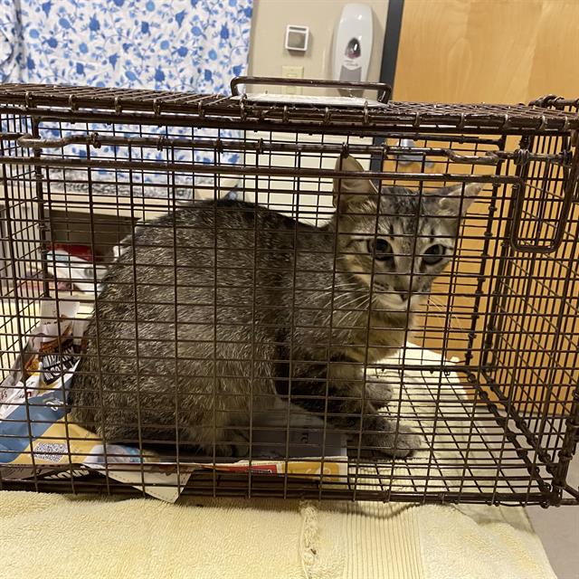 Adoptable Cat