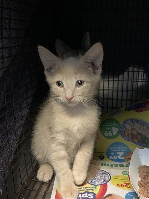 Adoptable Cat