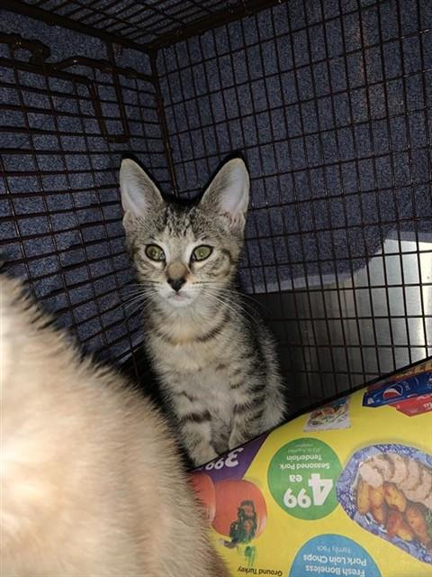 Adoptable Cat