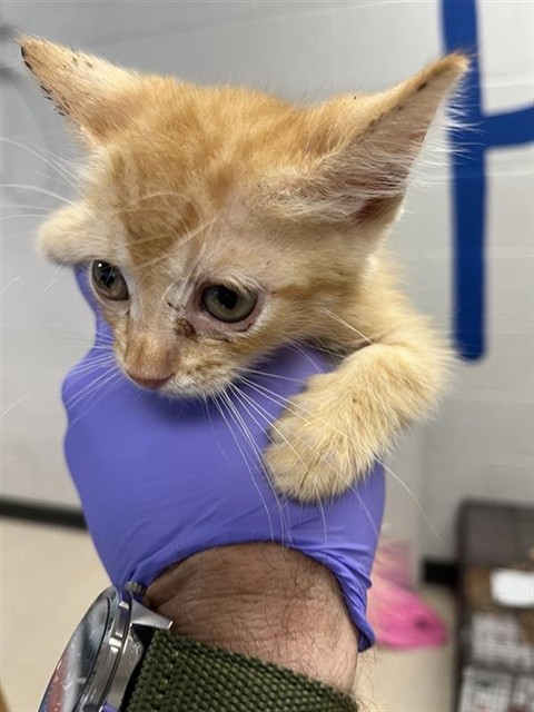 Adoptable Cat