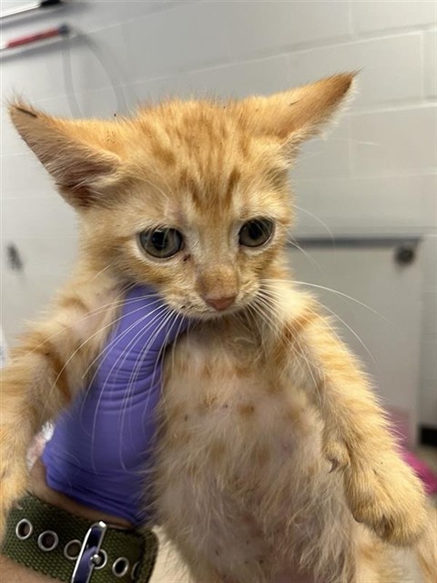 Adoptable Cat