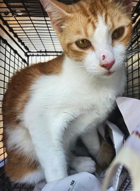 Canelo