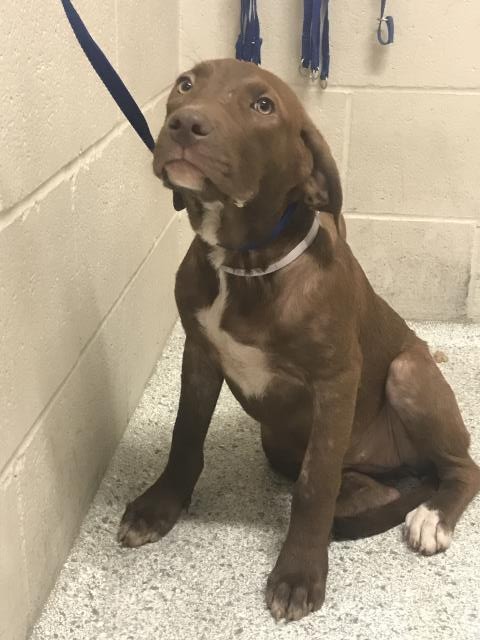 Adoptable Dog