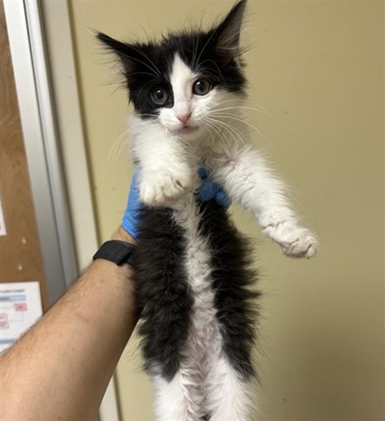 Adoptable Cat