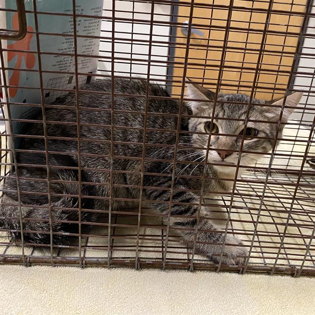 Adoptable Cat