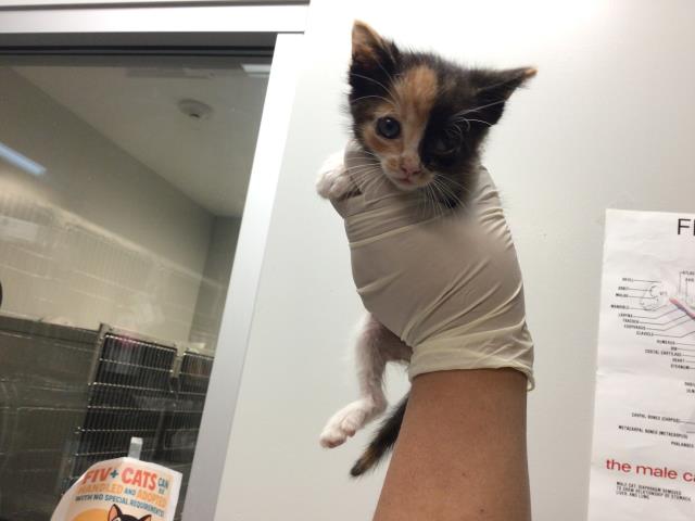 Adoptable Cat