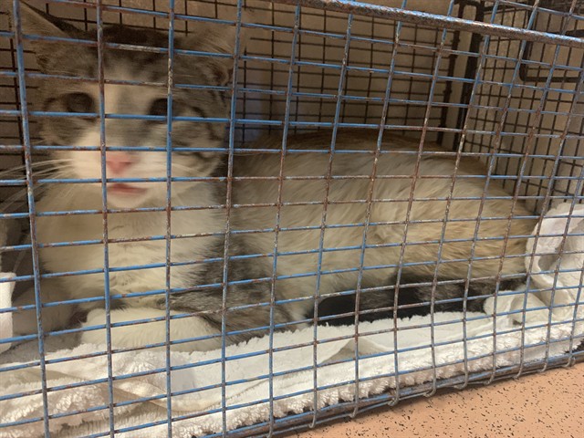 Adoptable Cat