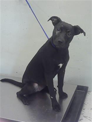 Adoptable Dog