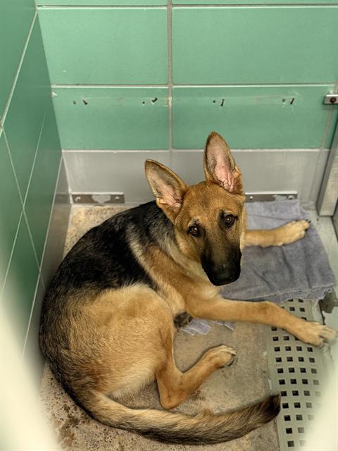 Adoptable Dog