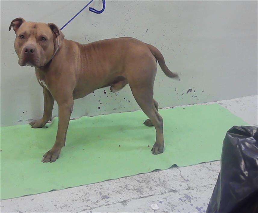 Adoptable Dog