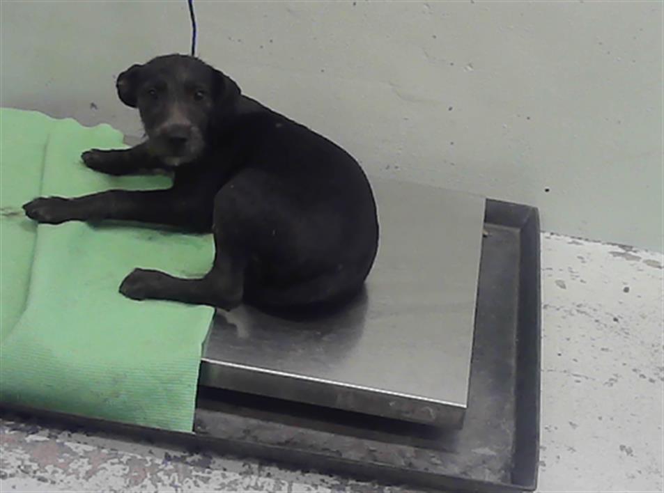 Adoptable Dog