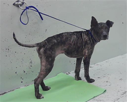 Adoptable Dog