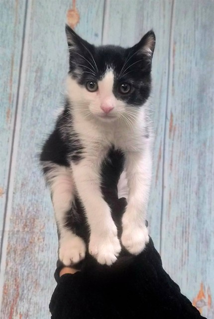 Meow-Meow