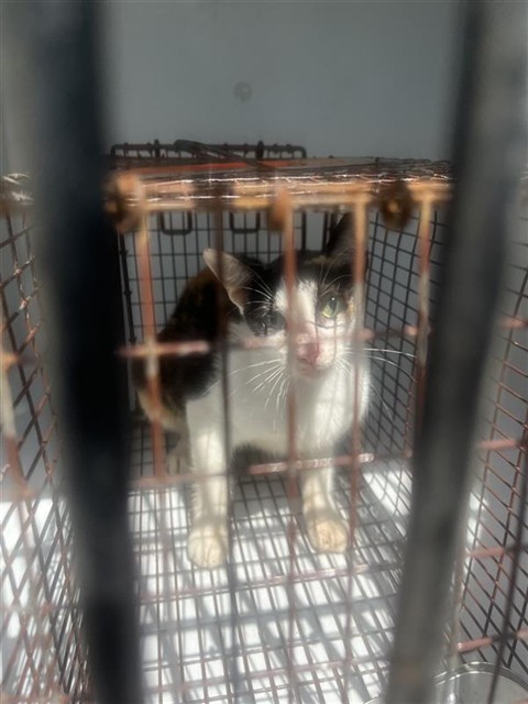 Adoptable Cat