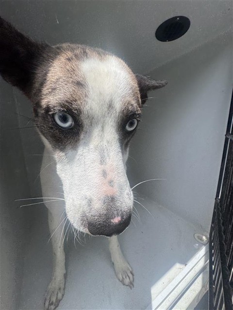 Adoptable Dog