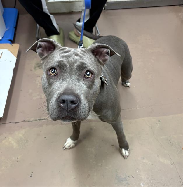 Adoptable Dog