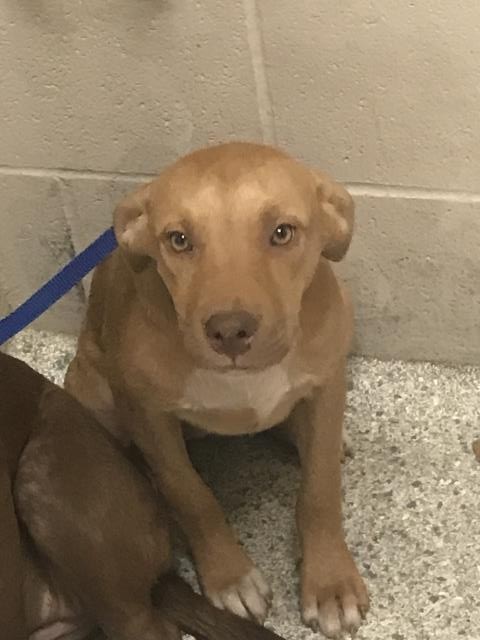 Adoptable Dog
